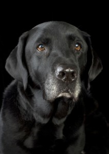 Loyalty: A Most Precious Trait...