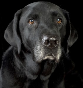 Loyalty: A Most Precious Trait…